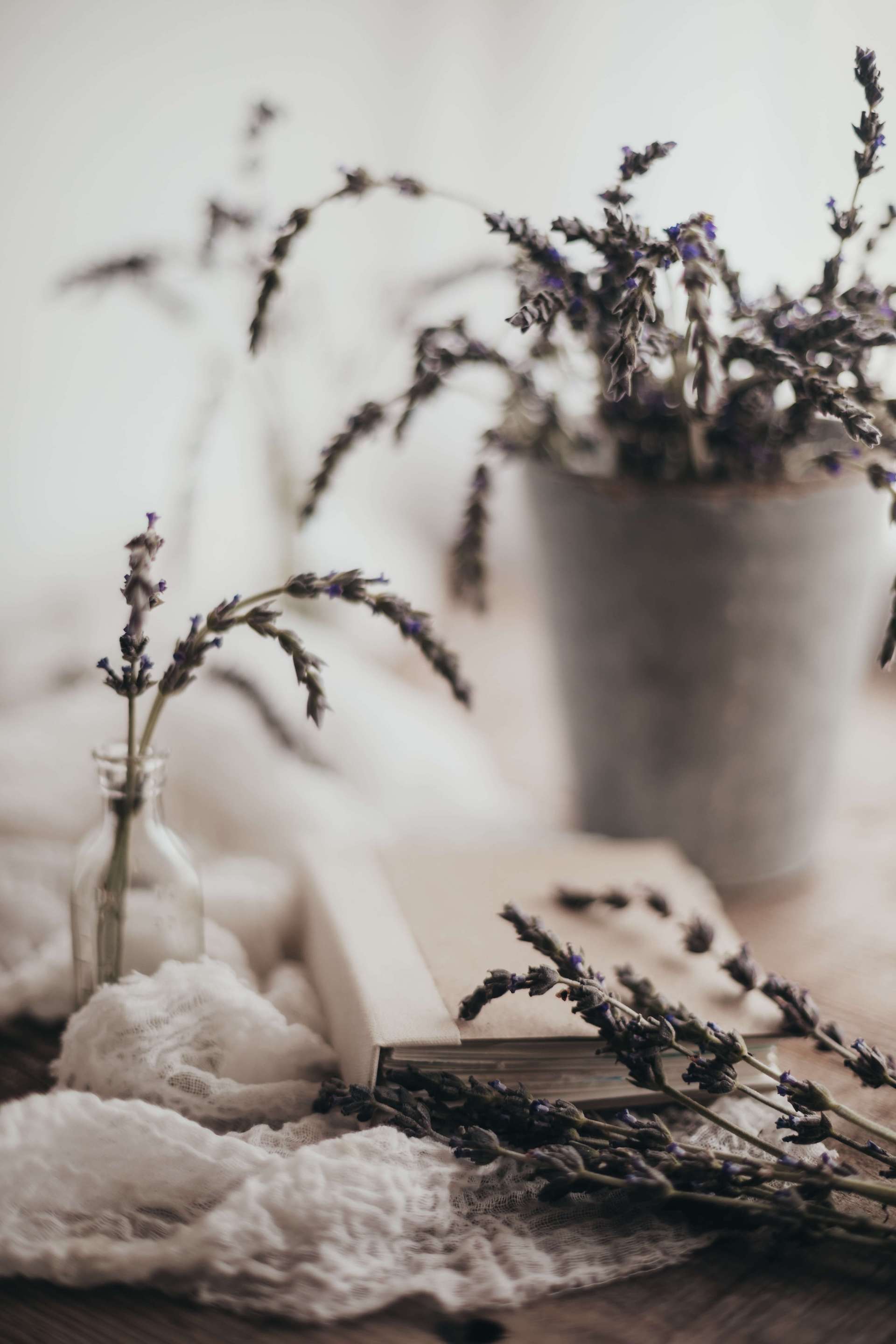 Lavender field